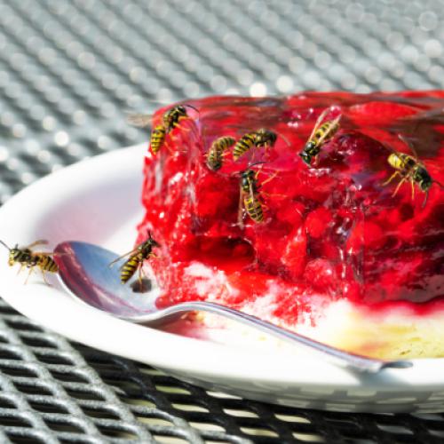 Informationen über Wespen