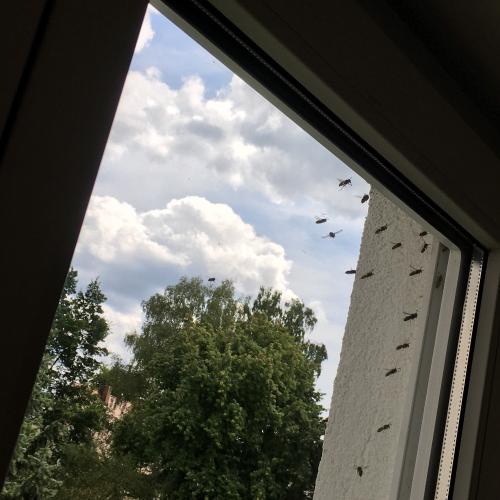 Wespen im Rollokasten